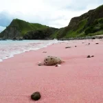 Exploring Padar Island Beach: Indonesia’s Iconic Pink Sands and Panoramic Views in Komodo National Park